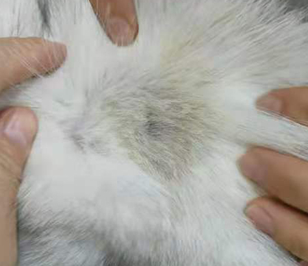 治疗犬背部与尾部皮肤病