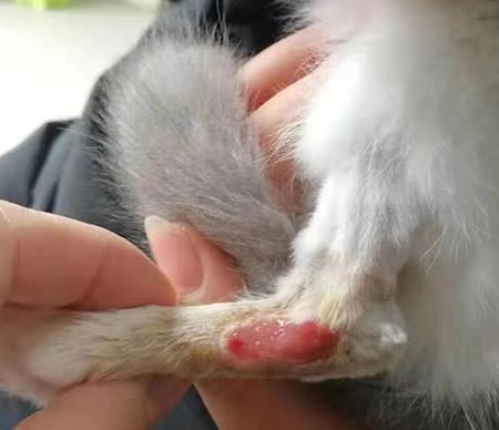 治疗猫咪伤口溃烂