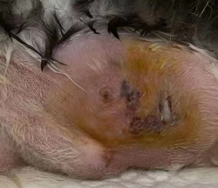 治疗一岁母猫乳腺炎