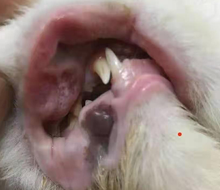 治疗猫口腔溃疡
