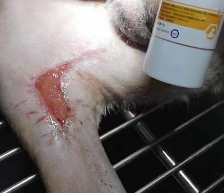 治疗幼犬被撕咬后化脓感染