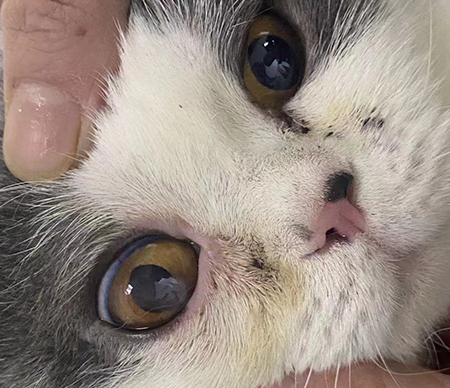 治疗猫咪角膜溃疡